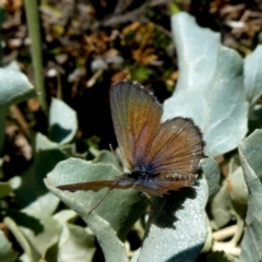 Theclinesthes serpentata (Saltbush Blue) at Wandiyali-Environa Conservation Area - 21 Feb 2019 by Wandiyali