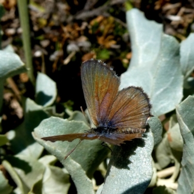 Theclinesthes serpentata (Saltbush Blue) at Wandiyali-Environa Conservation Area - 21 Feb 2019 by Wandiyali