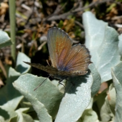 Theclinesthes serpentata at Googong, NSW - 22 Feb 2019 10:05 AM