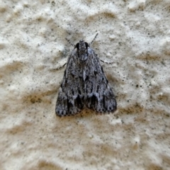 Spectrotrota fimbrialis (A Pyralid moth) at Wandiyali-Environa Conservation Area - 21 Feb 2019 by Wandiyali