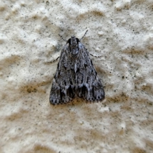 Spectrotrota fimbrialis at Googong, NSW - 22 Feb 2019