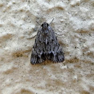 Spectrotrota fimbrialis (A Pyralid moth) at Googong, NSW - 22 Feb 2019 by Wandiyali