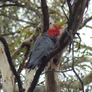 Callocephalon fimbriatum at Majura, ACT - suppressed