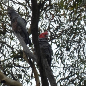 Callocephalon fimbriatum at Majura, ACT - 22 Feb 2019