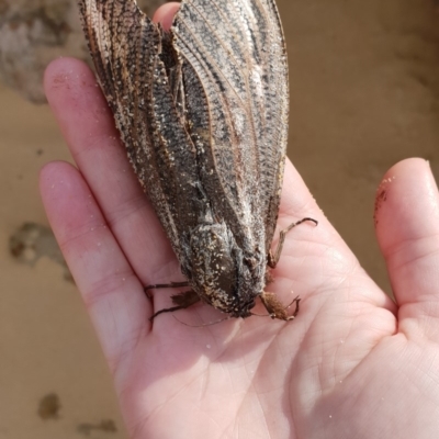 Endoxyla encalypti (Wattle Goat Moth) at Tura Beach, NSW - 18 Feb 2019 by Steff