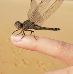 Orthetrum caledonicum (Blue Skimmer) at Tura Beach, NSW - 15 Feb 2019 by Steff
