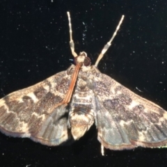 Nacoleia rhoeoalis (A Crambid moth (Spilomelinae) at Rosedale, NSW - 16 Feb 2019 by jb2602