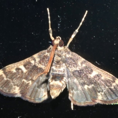 Nacoleia rhoeoalis (A Crambid moth (Spilomelinae) at Rosedale, NSW - 16 Feb 2019 by jb2602