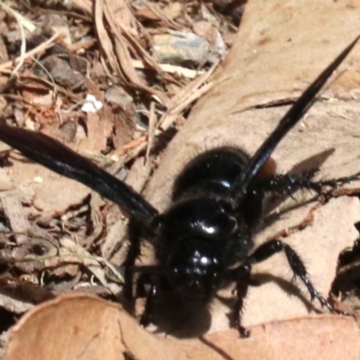 Austroscolia soror (Blue Flower Wasp) at Rosedale, NSW - 16 Feb 2019 by jb2602