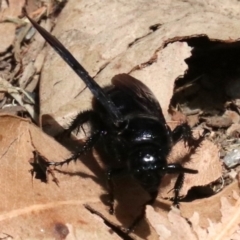 Austroscolia soror at Rosedale, NSW - 16 Feb 2019 12:02 PM
