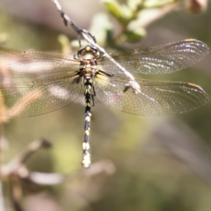 Synthemis eustalacta at Acton, ACT - 19 Feb 2019