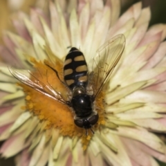 Melangyna viridiceps (Hover fly) at ANBG - 19 Feb 2019 by Alison Milton