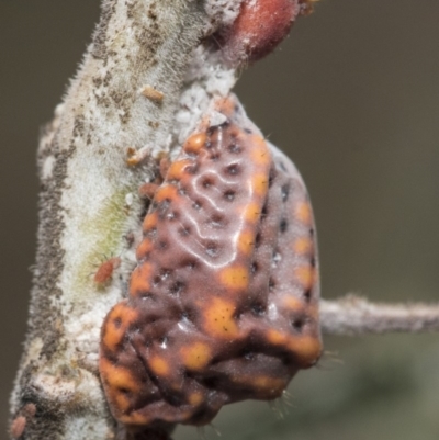 Icerya acaciae (Acacia mealy bug) at Forde, ACT - 21 Feb 2019 by Alison Milton