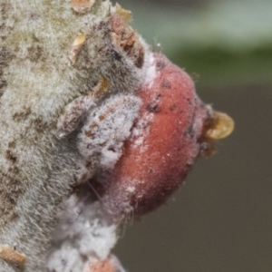 Icerya acaciae at Forde, ACT - 22 Feb 2019