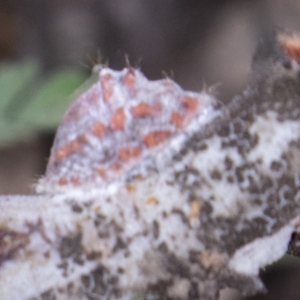 Icerya acaciae at Forde, ACT - 22 Feb 2019