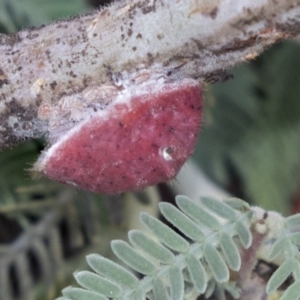 Icerya acaciae at Forde, ACT - 22 Feb 2019