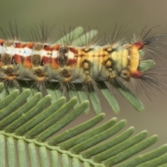 Acyphas semiochrea at Forde, ACT - 22 Feb 2019