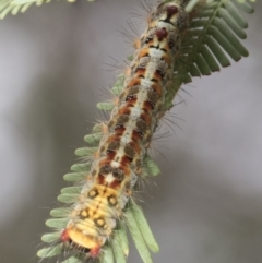 Acyphas semiochrea at Forde, ACT - 22 Feb 2019