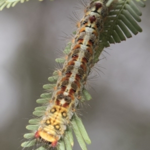 Acyphas semiochrea at Forde, ACT - 22 Feb 2019