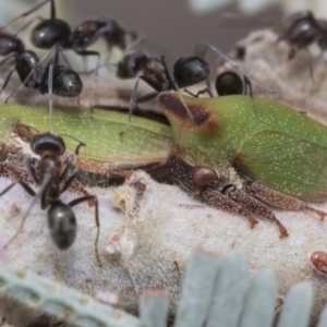 Sextius virescens at Forde, ACT - 22 Feb 2019