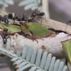 Sextius virescens at Forde, ACT - 22 Feb 2019