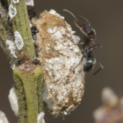 Monophlebulus sp. (genus) at Forde, ACT - 22 Feb 2019 by AlisonMilton
