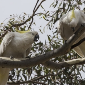 Cacatua galerita at Forde, ACT - 22 Feb 2019 09:41 AM