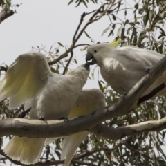 Cacatua galerita at Forde, ACT - 22 Feb 2019 09:41 AM