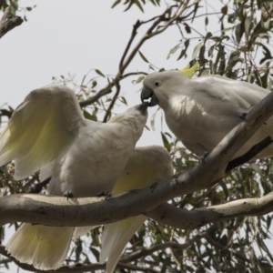 Cacatua galerita at Forde, ACT - 22 Feb 2019 09:41 AM