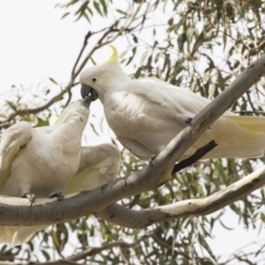 Cacatua galerita at Forde, ACT - 22 Feb 2019 09:41 AM