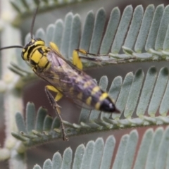 Tiphiidae (family) (Unidentified Smooth flower wasp) at Forde, ACT - 21 Feb 2019 by AlisonMilton