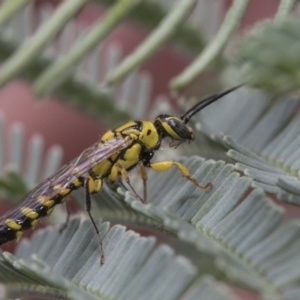 Tiphiidae (family) at Forde, ACT - 22 Feb 2019 10:26 AM