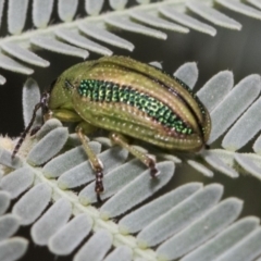 Calomela vittata (Acacia leaf beetle) at Forde, ACT - 22 Feb 2019 by AlisonMilton