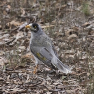 Manorina melanocephala at Forde, ACT - 22 Feb 2019