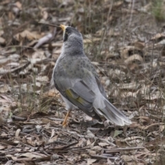 Manorina melanocephala at Forde, ACT - 22 Feb 2019