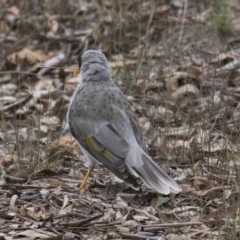 Manorina melanocephala at Forde, ACT - 22 Feb 2019