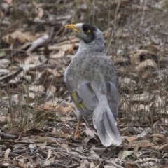 Manorina melanocephala at Forde, ACT - 22 Feb 2019