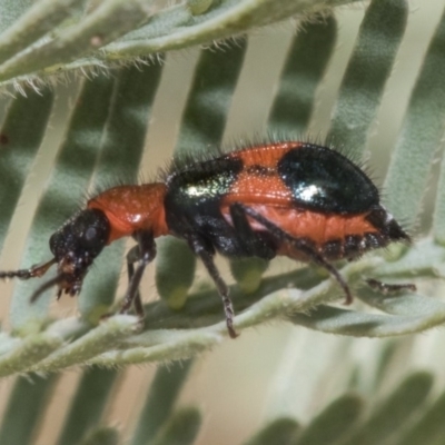 Dicranolaius bellulus (Red and Blue Pollen Beetle) at Forde, ACT - 22 Feb 2019 by AlisonMilton