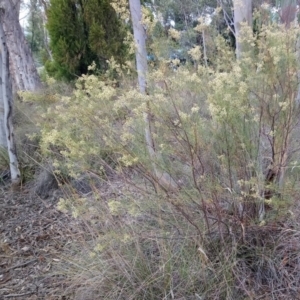 Cassinia quinquefaria at Kambah, ACT - 21 Feb 2019