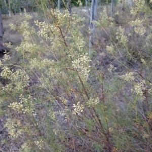 Cassinia quinquefaria at Kambah, ACT - 21 Feb 2019