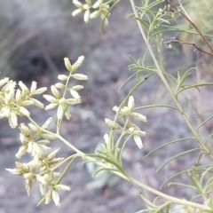 Cassinia quinquefaria at Kambah, ACT - 21 Feb 2019 10:17 AM