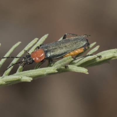 Chauliognathus tricolor (Tricolor soldier beetle) at Forde, ACT - 22 Feb 2019 by AlisonMilton