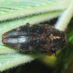 Diphucrania sp. (genus) (Jewel Beetle) at The Pinnacle - 21 Feb 2019 by Harrisi