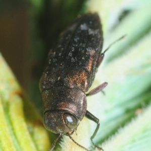 Diphucrania sp. (genus) at Weetangera, ACT - 21 Feb 2019