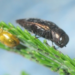 Diphucrania sp. (genus) at Weetangera, ACT - 21 Feb 2019