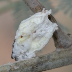 Coccidae sp. (family) (Unidentified coccid scale insect) at Forde, ACT - 22 Feb 2019 by AlisonMilton