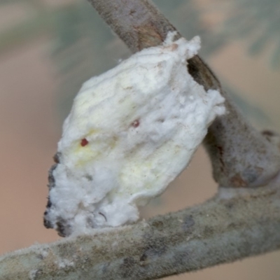 Coccidae sp. (family) (Unidentified coccid scale insect) at Forde, ACT - 21 Feb 2019 by Alison Milton