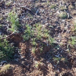 Eryngium ovinum at Ainslie, ACT - 31 Oct 2018