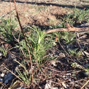 Eryngium ovinum at Ainslie, ACT - 31 Oct 2018