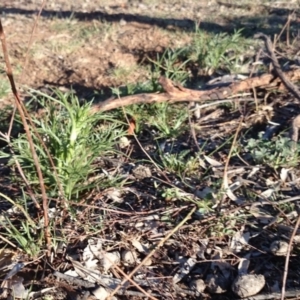 Eryngium ovinum at Ainslie, ACT - 31 Oct 2018